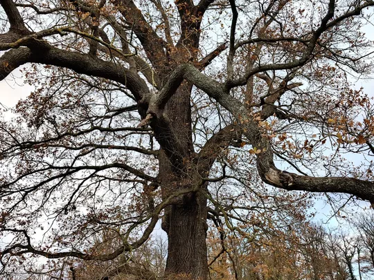 Centuries-old oak branches reaching skyward