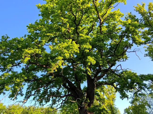 Majestic oak in full summer foliage