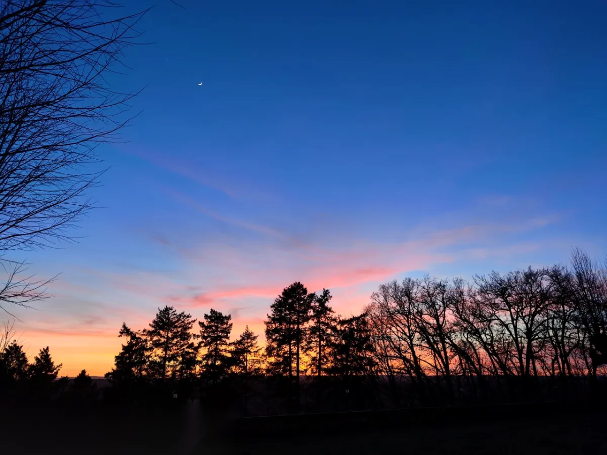 Forest silhouette at sunset