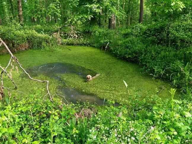 Tranquil pond surrounded by ancient trees