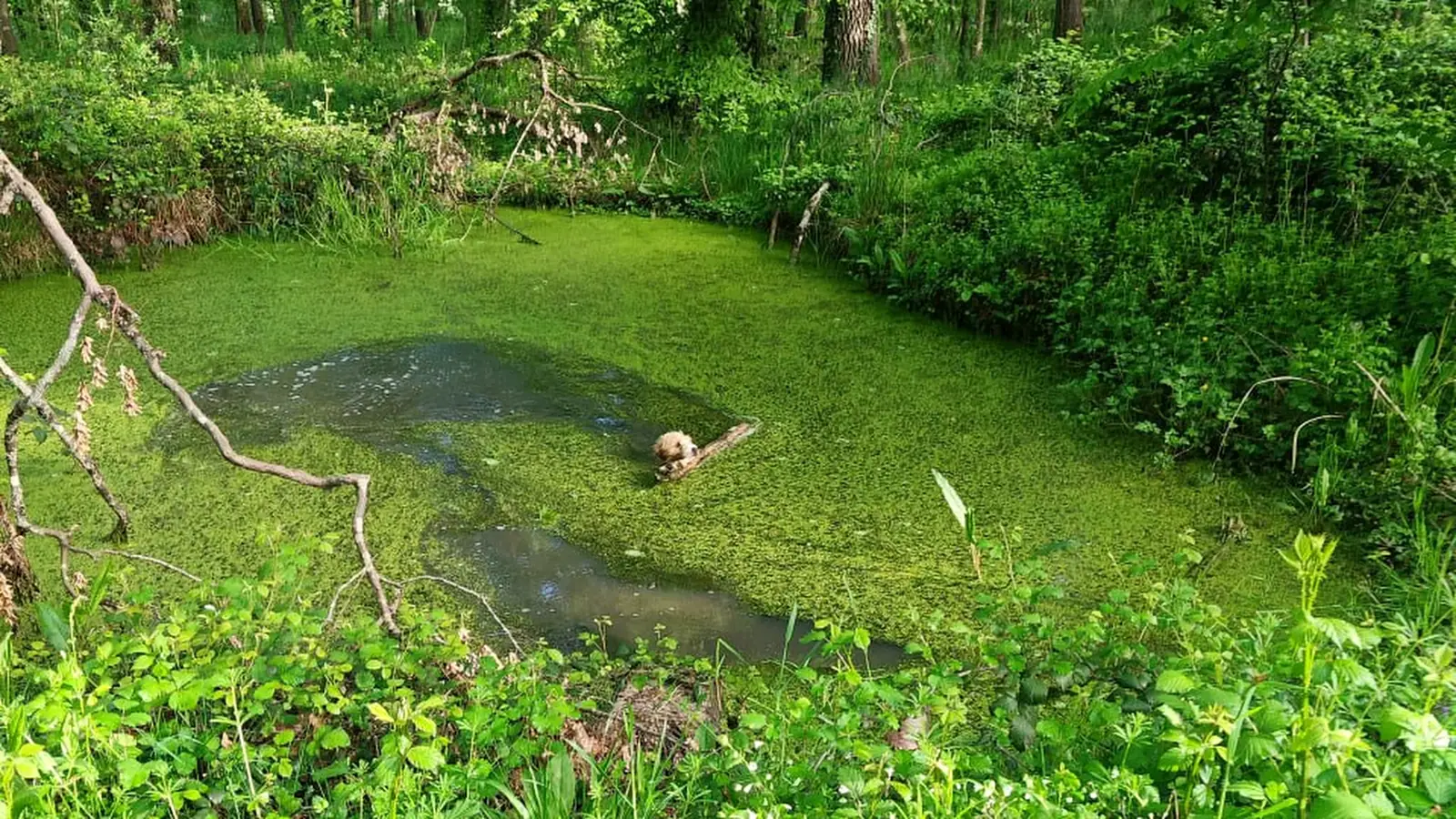 Woodland pond