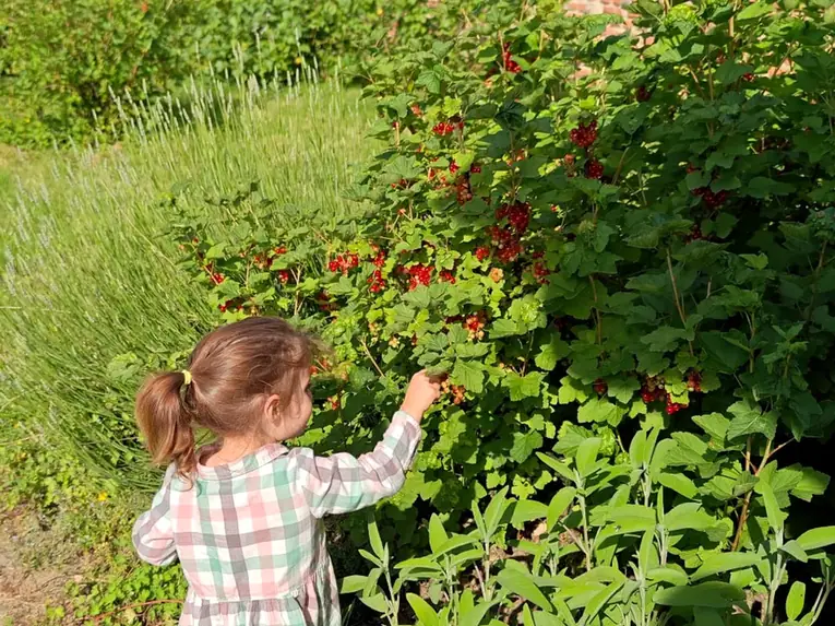 Berry picking in the estate orchards