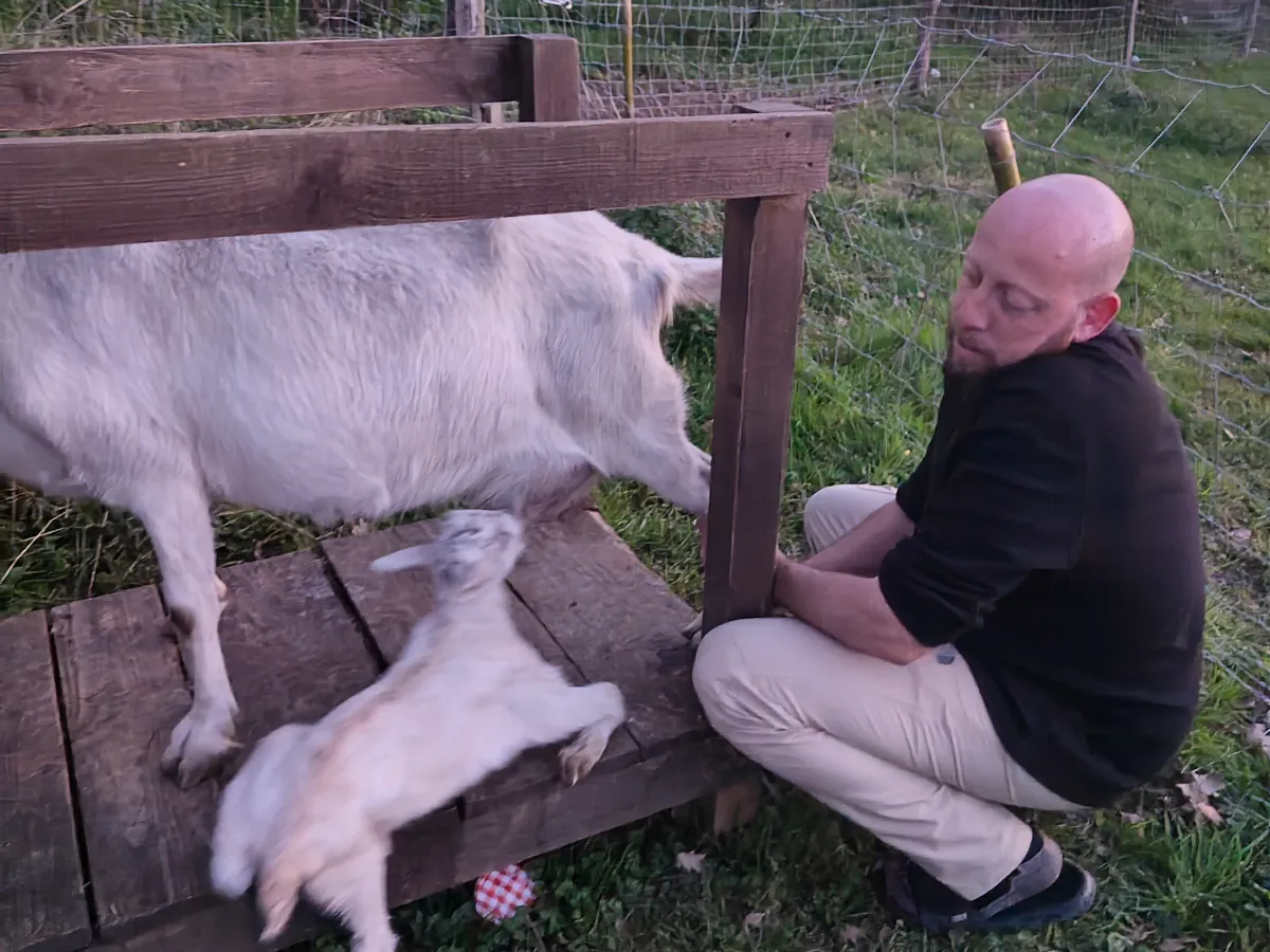 Newborn baby goat in spring