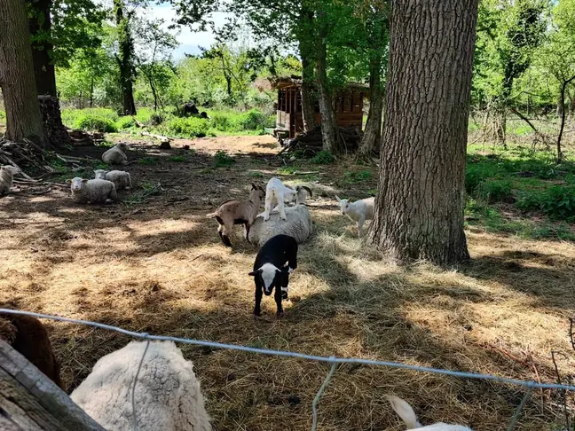 Free-range hens in the woodland enclosure