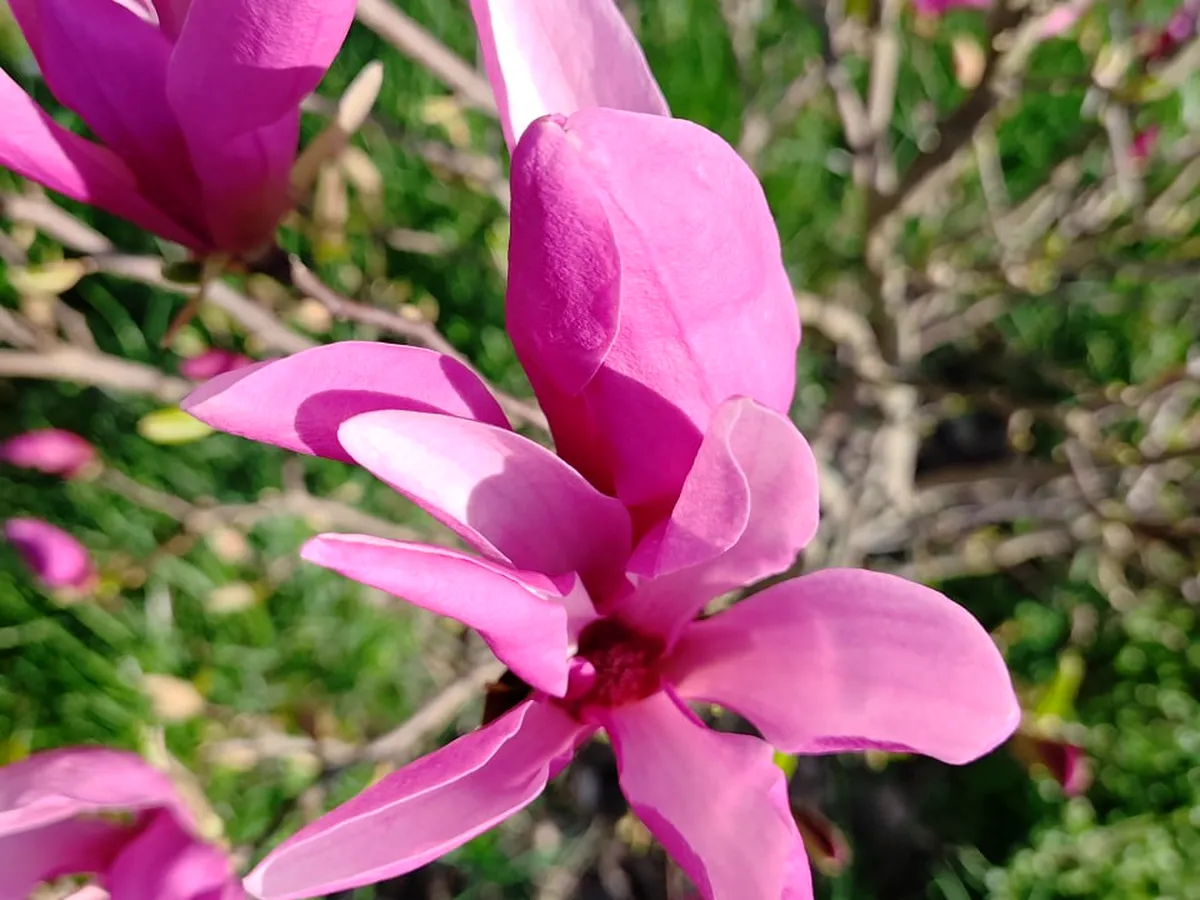 Magnolia blossoms in the formal château gardens