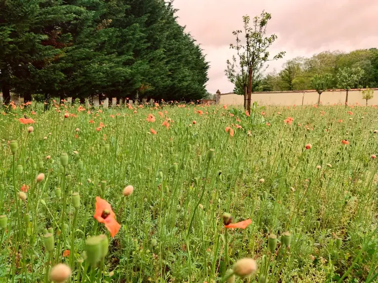 Poppy meadow in bloom