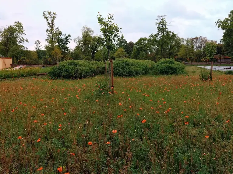 Poppy meadow in summer bloom