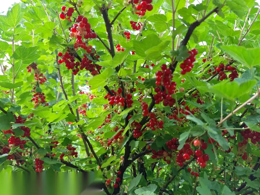 Red currants ready for preserving