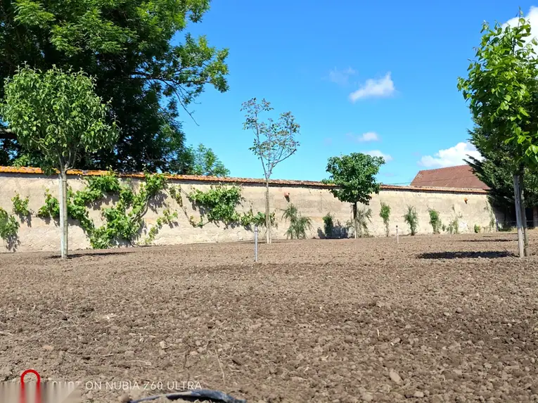 Espalier fruit trees along the walls