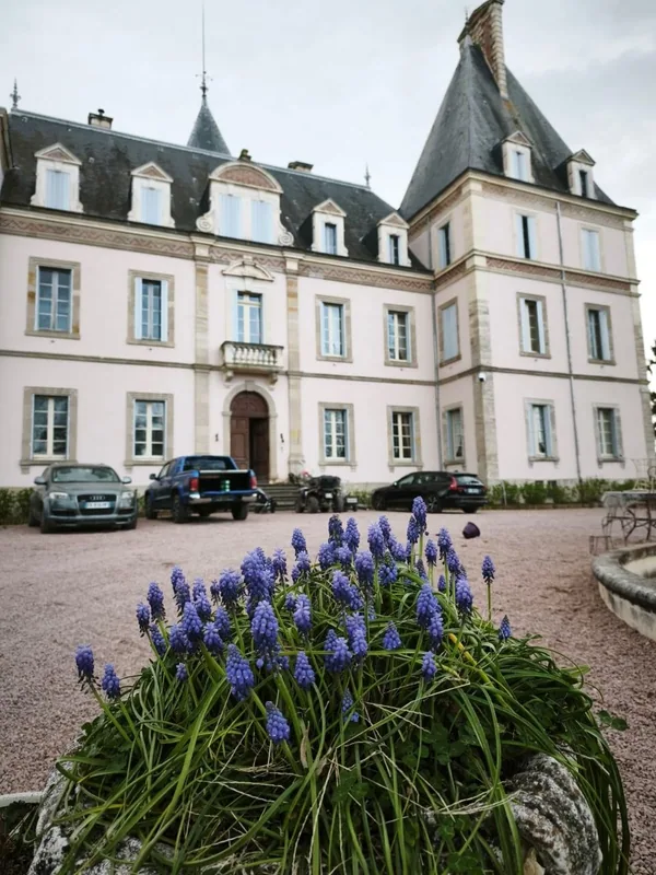 Blue muscari in bloom in front of the entrance