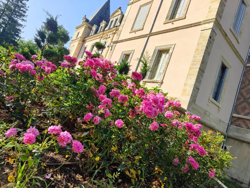 Pink roses flowering against the cream stone facade
