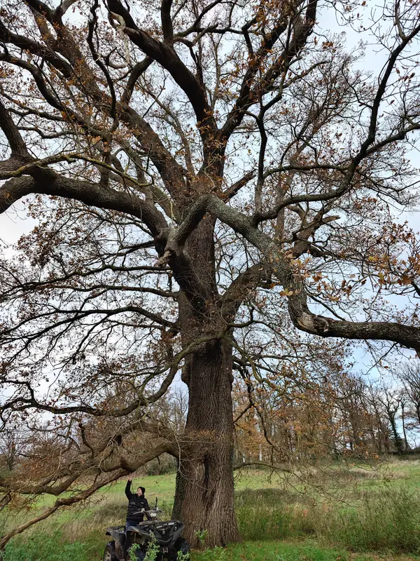 The spreading branches of an ancient parkland oak