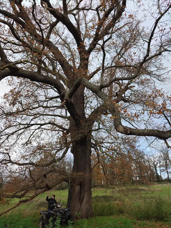 A great oak bare against a winter sky in the parkland