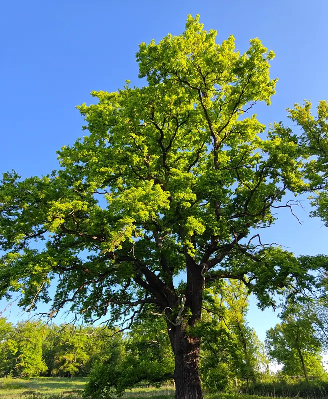 A single great oak against a cloudless sky