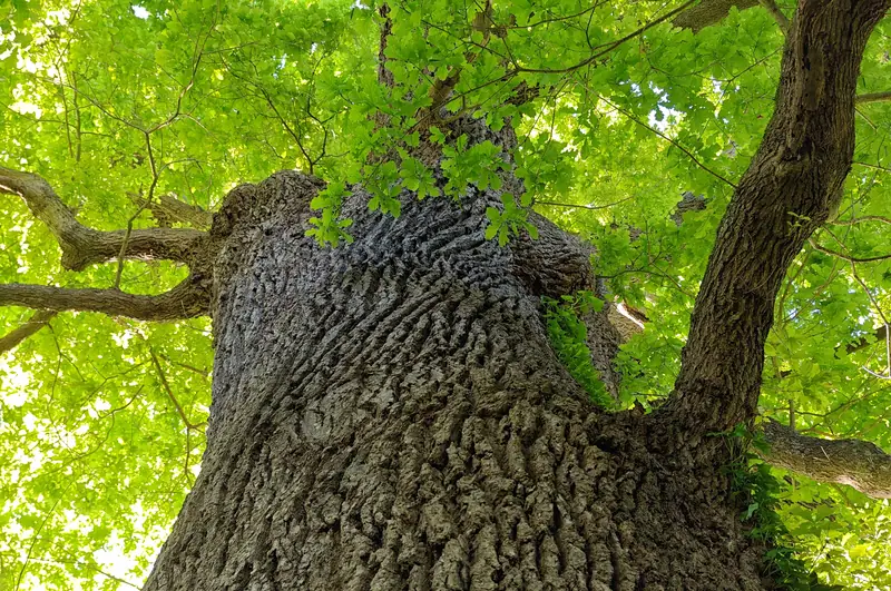Looking up the trunk of an ancient oak into its green canopy