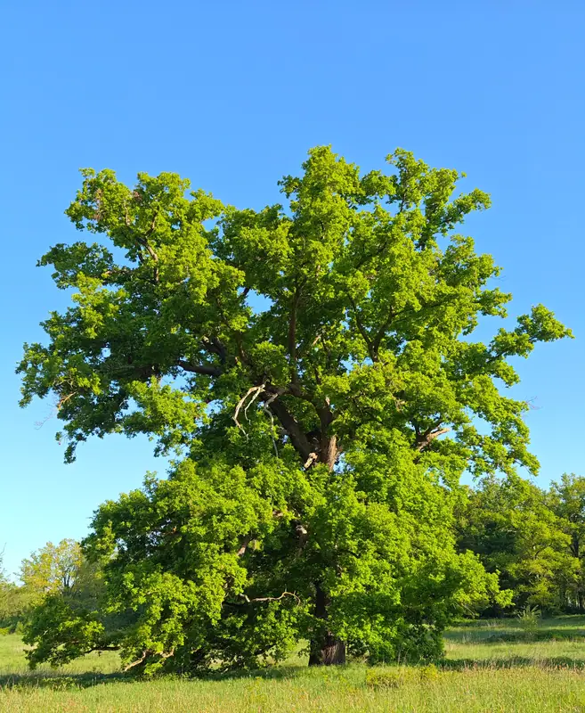 An oak in full canopy against a clear blue sky