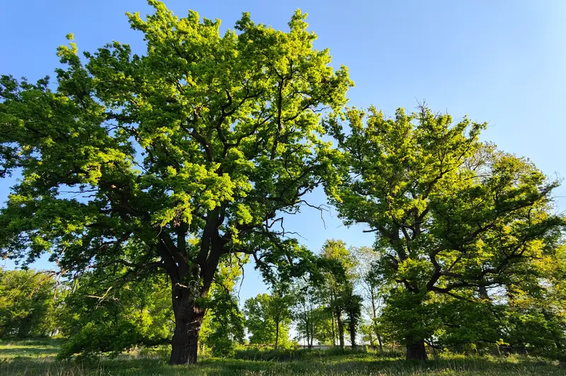 Mature oaks standing in the estate meadow