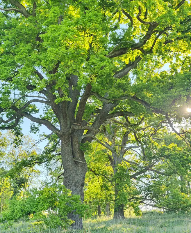 A mature oak standing in the estate parkland in spring