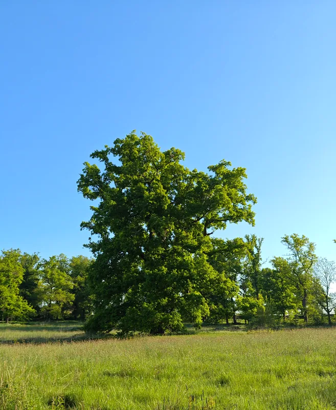 A broad oak in fresh spring leaf on the parkland