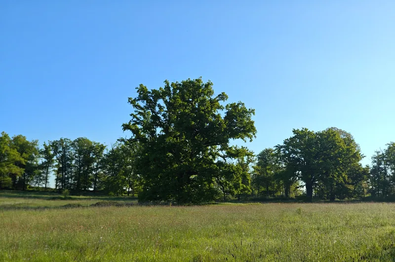 Woods, Ponds & Wildlife