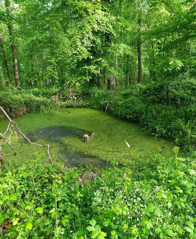 A green woodland pond deep in the estate trees