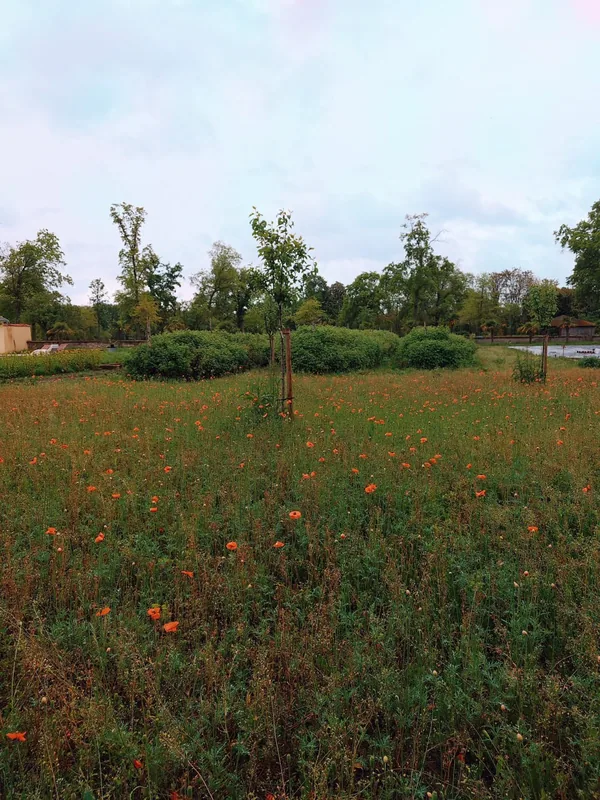 Red poppies scattered across a wide estate meadow