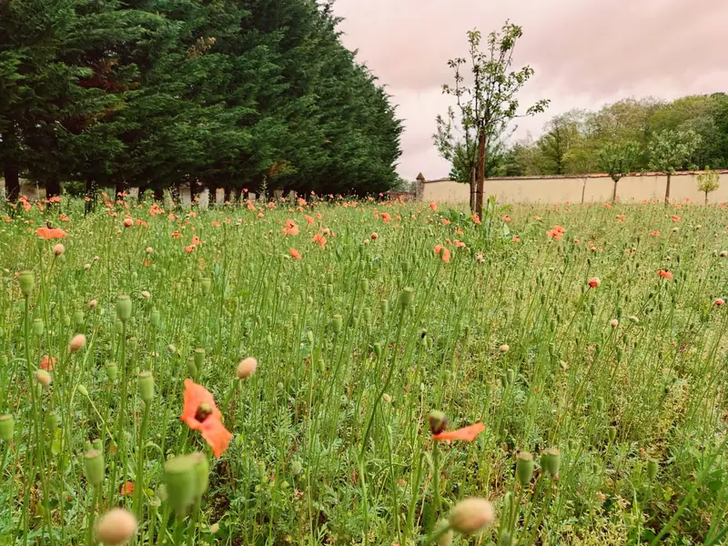 A meadow of wild red poppies at the edge of the estate