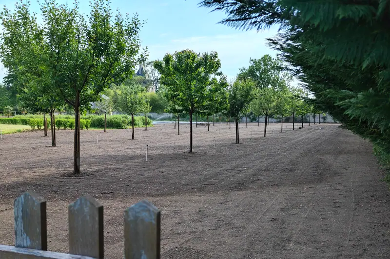A young tree-lined avenue leading through the estate grounds