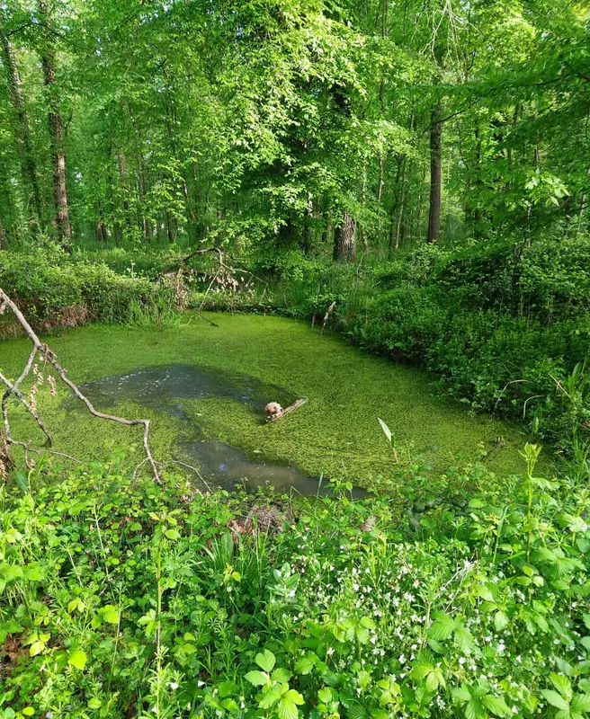 A still woodland pond surrounded by dense green spring growth