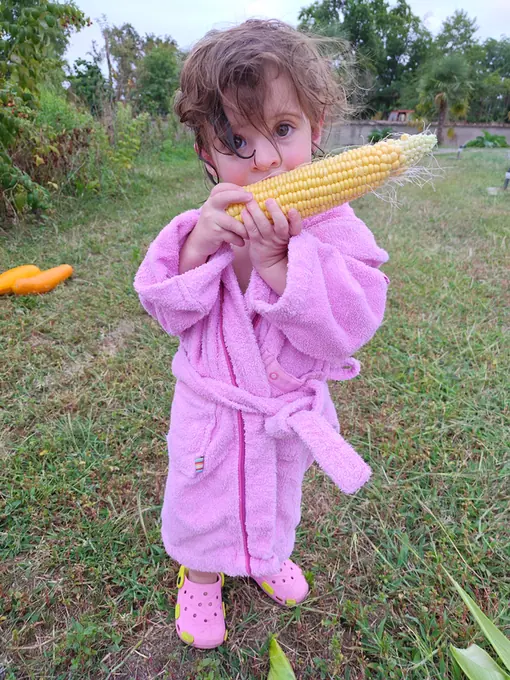 A small child holding a freshly picked corn cob