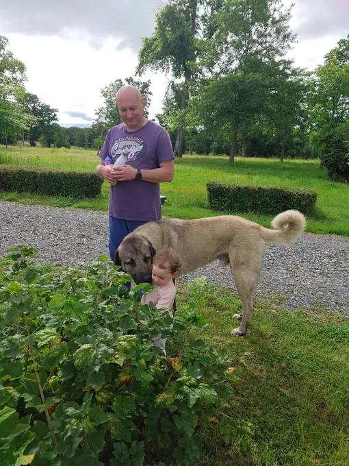 An adult and child picking berries with the estate dog beside them