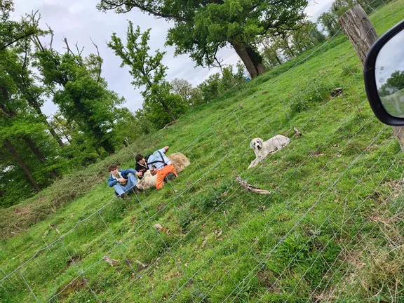 Playing with the dogs on the grassy hillside
