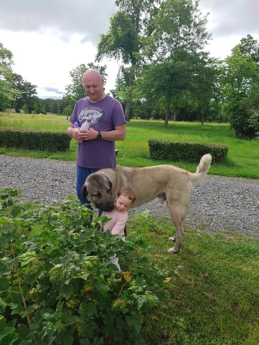 Picking fruit in the garden with the estate dog and a child