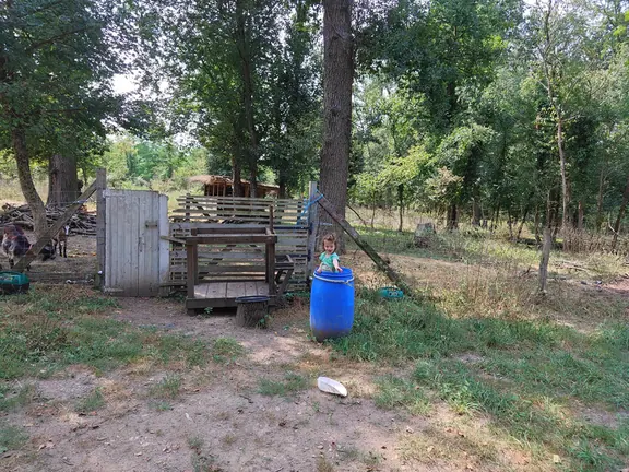 The apiary clearing on a bright afternoon