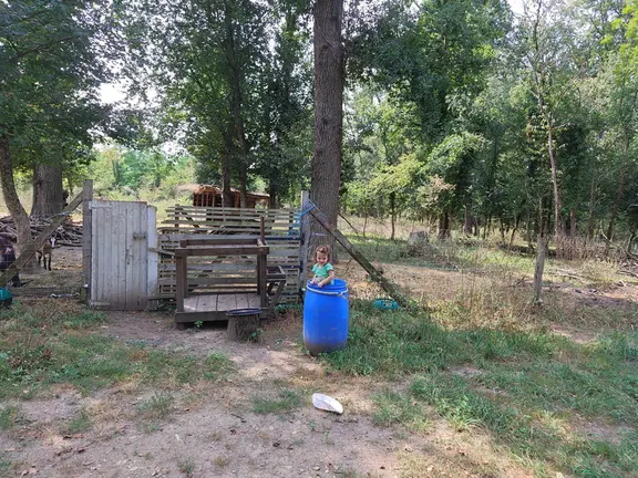 Wooden pens and hives at the edge of the woodland