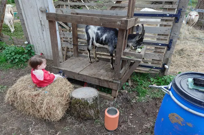 A child beside the goat pen on a bale of hay