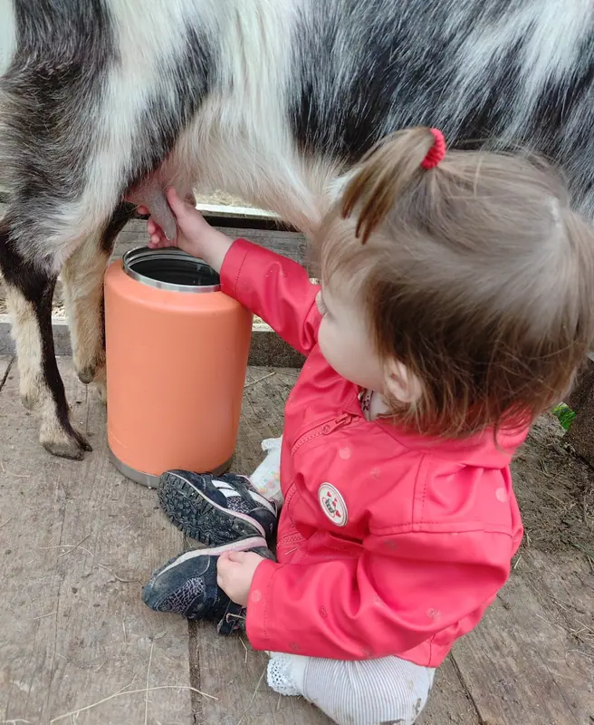 A small child carefully milking one of the estate goats into a jug
