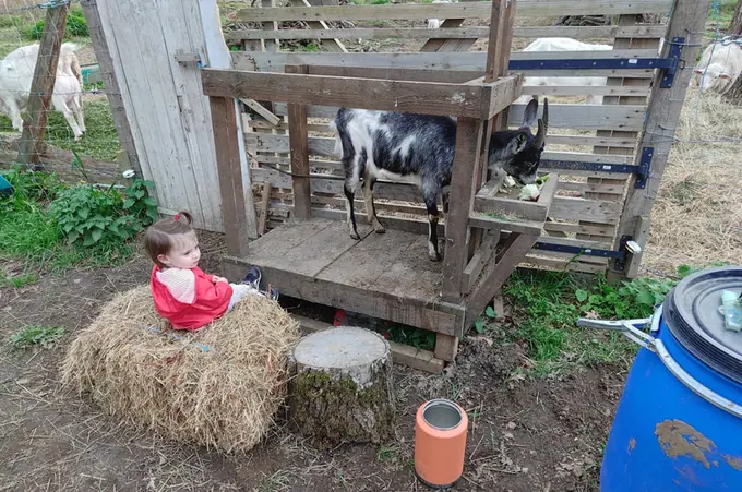A child sitting on a hay bale watching the goats in their pen
