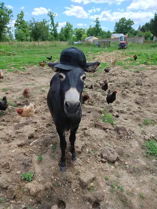 The estate donkey among free-ranging hens