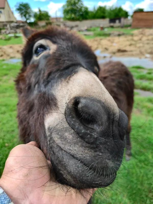 The estate donkey leaning in close to the camera