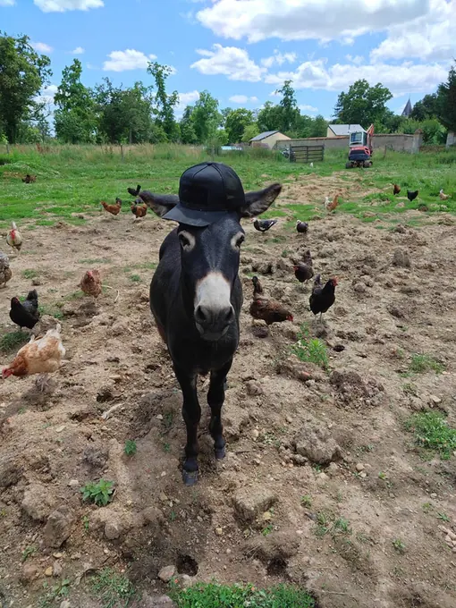 The donkey in its hat, hens scattered around the field