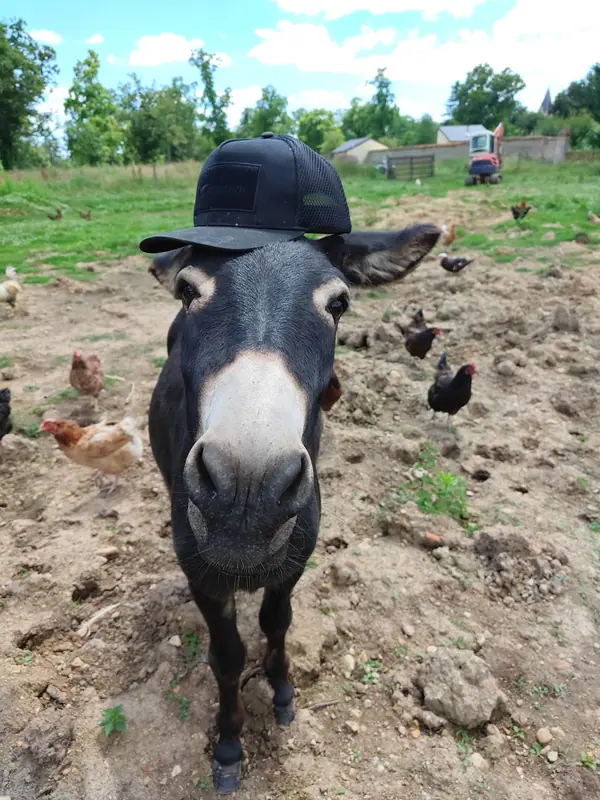 The estate donkey wearing a hat, surrounded by free-ranging hens