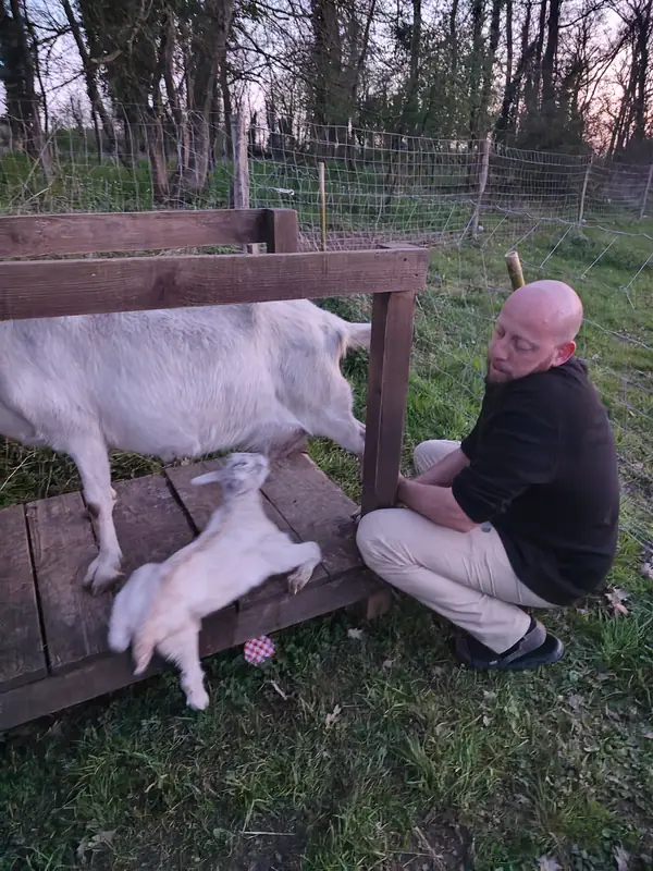 Feeding one of the goats by hand