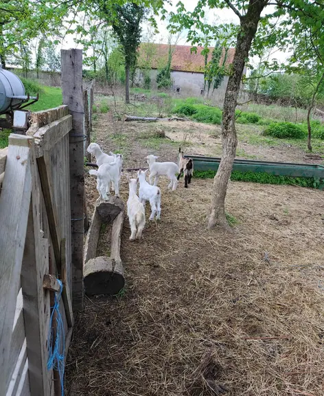 Goats gathered at their feeder in the paddock