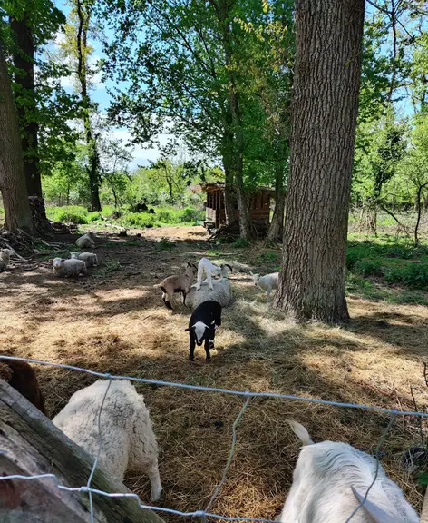 Farm Life