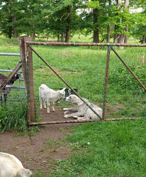 Young lambs resting behind a field gate