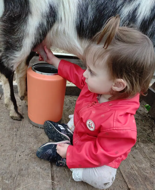 A child milking one of the estate goats into a jug