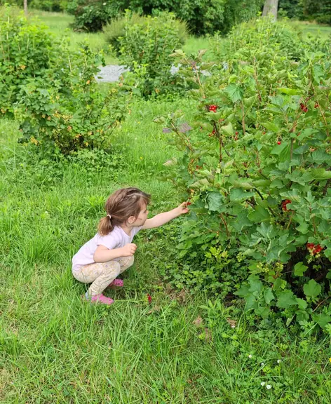 A child crouching to forage berries in the fruit garden