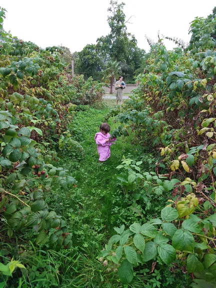 A child walking between tall rows of berry canes