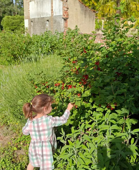 A child reaching up to pick redcurrants beside the chateau wall
